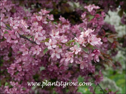 Adams Ornamental Crabapple
 single pink flowers.